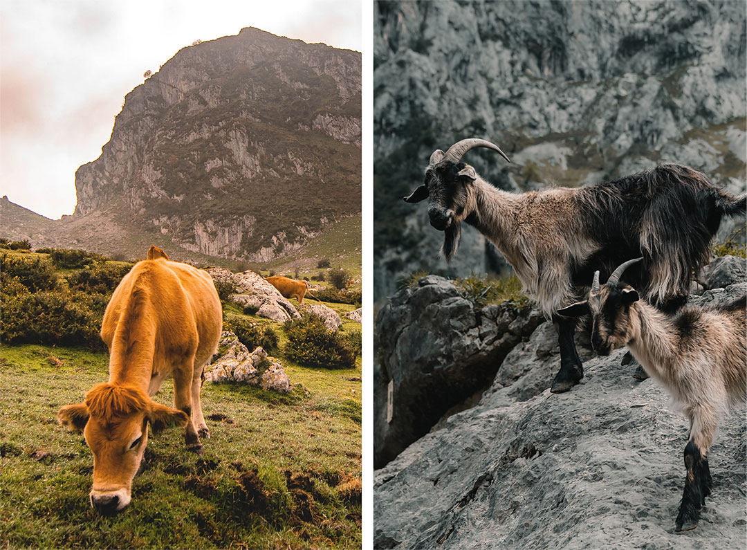 Vacas y cabras en los picos de europa de ruta camper por el norte